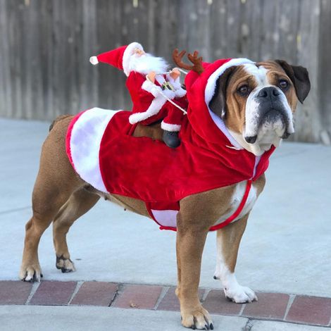 Vetement Chien Noel - Robe Fete Noel Pour Chien - Ajustable Couture Douce - Tailles S a XXL (1/5)