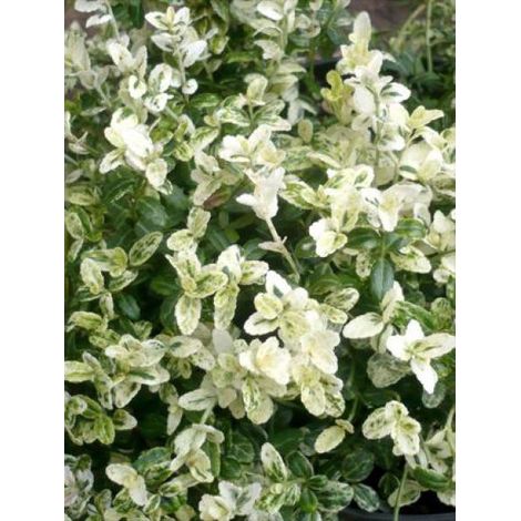 Fusain persistant 'Silverstone'® Pot de 2L/3L (1/2)