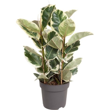 Ficus Elastica Tineke - Plante d'Intérieur Caoutchouc Panaché - Ø27 cm - Hauteur 100 cm - PANGIVO (1/4)
