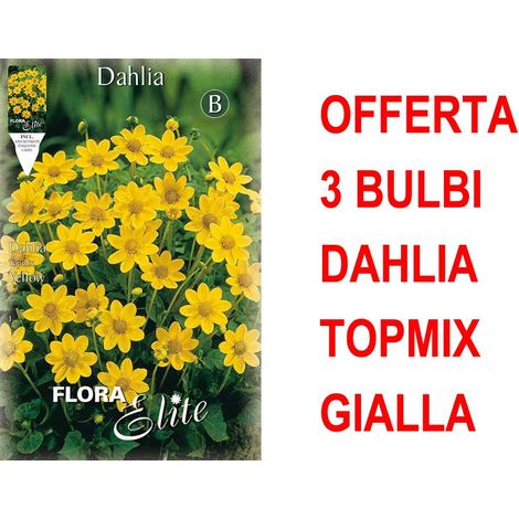 OFFERTA 3 BULBI DAHLIA TOPMIX GIALLA BULBS
