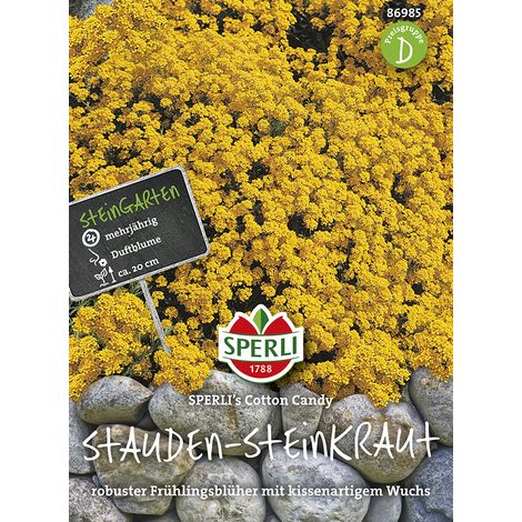 Sperli Stauden-Steinkraut Sperli's Cotton Candy - Blumensamen (1/2)