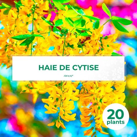 20 Cytises Commun (Laburnum Anagyroides) - Haie de Cytise (1/2)