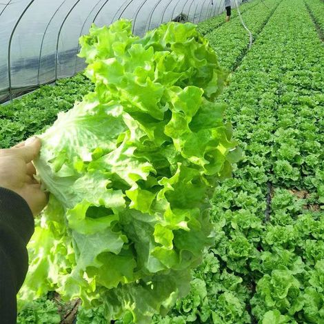 Laitue ‘Green Salad Bowl’ – 300 graines – Lactuca sativa – Variété à feuilles découpées (1/5)