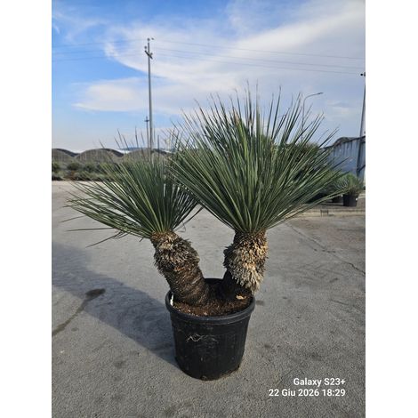 Dasylirion Serratifolium Pot 90 cm Plante Architecturale Persistante