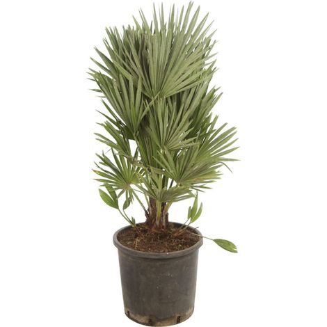 Palmier nain 'Siciliana' Chamaerops humilis 'Siciliana' Pot 28cm (1/2)