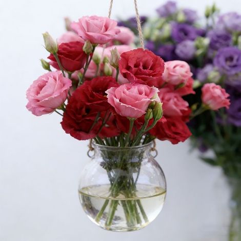 Lisianthus Rouge Lucita à Semer (1000 pcs) – Fleur Double Intense, Idéale pour Bouquets et Massifs Fleuris (1/5)