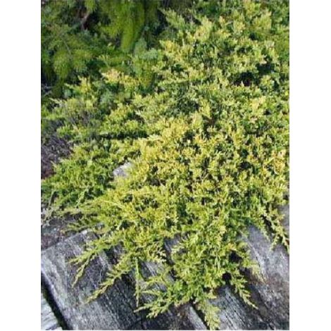 Genévrier horizontal 'Golden Carpet' Pot de 2L/3L