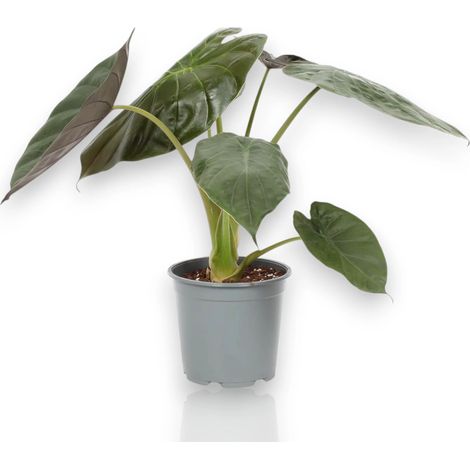 Gardenaria Alocasia 'Wentii' - Pianta da interno ornamentale - Altezza: 70 cm (vaso 19) (1/5)
