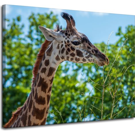 Leinwanddruck Tiere Giraffe 100x80 cm