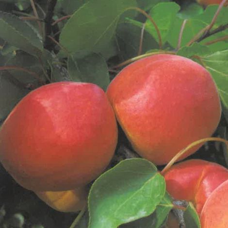 PIANTA DA FRUTTO ALBICOCCA ROSSA DI MAGGIO in vaso 20 - età 2/3 anni (foto reali