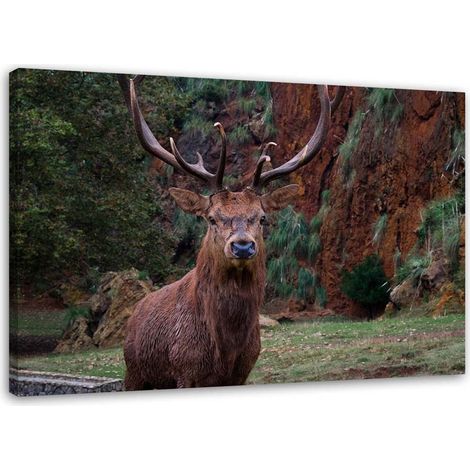 Tableau sur toile Cerf dans la forêt Nature Animaux 60x40 (1/5)