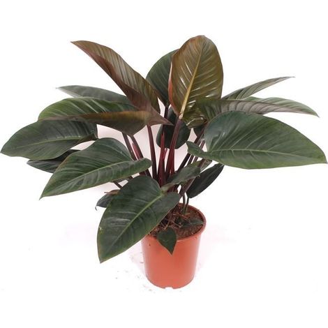 Philodendron Red Beauty Plante Verte d'Intérieur Naturelle - Hauteur 100 cm - PANGIVO