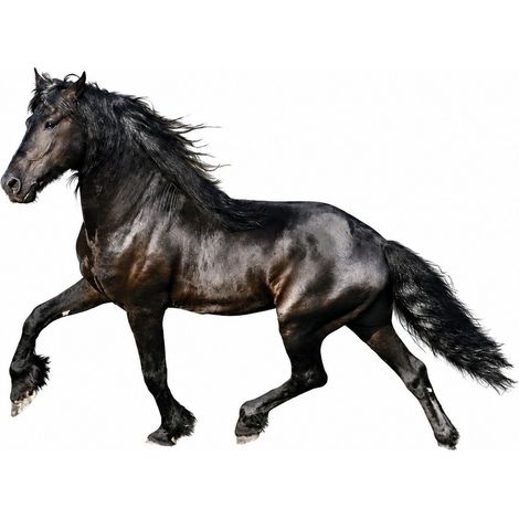 Tableau Cheval Toile 40x30cm Imprimé Coton Naturel Peinture Art (1/5)