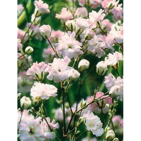 Gypsophile 'Festival Pink' Godet de 8/9 cm (1/3)