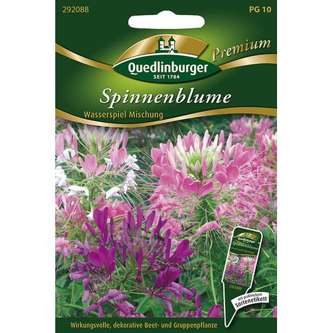 Quedlinburger Saatgut – Cléome « Wasserspiel » en mélange – Graines de fleurs, 90-120 cm