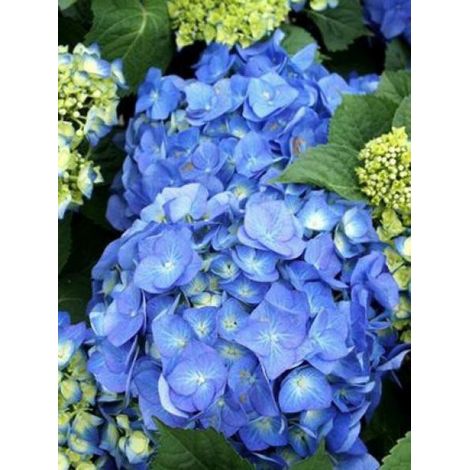 Hortensia 'Bela' Pot de 2L/3L (1/3)