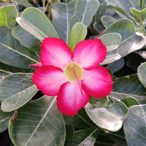 Adenium Obesum Pink - rosa del deserto - vaso 12 cm (1/2)