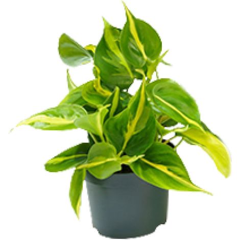 Philodendron Scandens Brasil - Plante d'Intérieur Facile d'Entretien - Pot Ø12cm - Hauteur 15-20cm - PANGIVO (1/4)