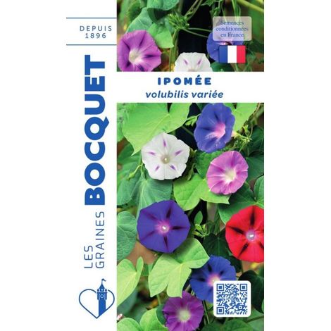 Ipomée volubilis variée - 3g
