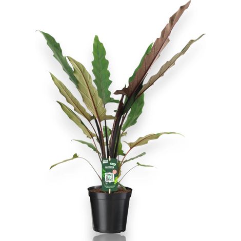 Gardenaria Alocasia lautebarchiana - Pianta da interno ornamentale - Altezza: 80 cm (vaso 19) (1/5)