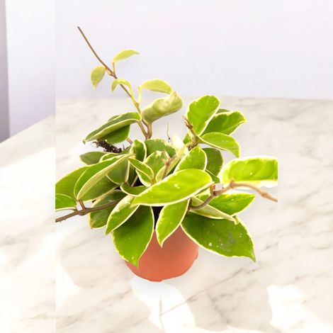 Gardenaria Hoya carnosa 'Krimson Queen' - Pianta da interno ornamentale - Altezza: 20 cm (vaso 12) (1/5)