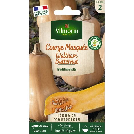 Vilmorin - Courge Musquée Waltham Butternut (1/4)