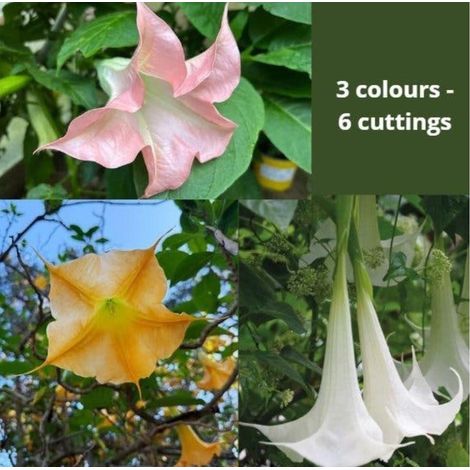 6 cuttings - brugmansia (angels trumpet) - 2 white