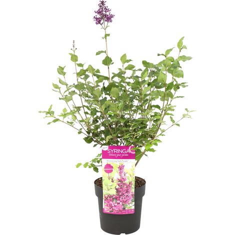 Bloomique - Syringa 'Bloomerang Dark Purple' - Lilas - Floraison violette - Plantes de jardin - Résistante au gel - 40-50 cm de haut - Pot 19 cm