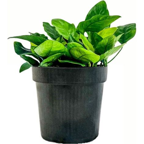 Mutterpflanze Aquariumpflanze Anubias barteri nana Nr.301 XL