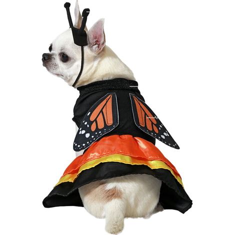 Costume per Cane Taglia M Farfalla (1/3)