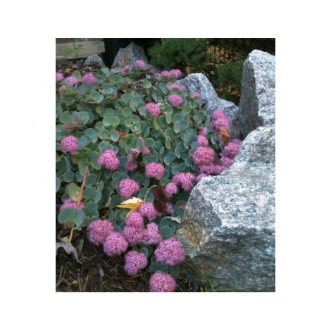 Sedum sieboldii variegata "Seta Giapponese - Erba Teresina" foto reali