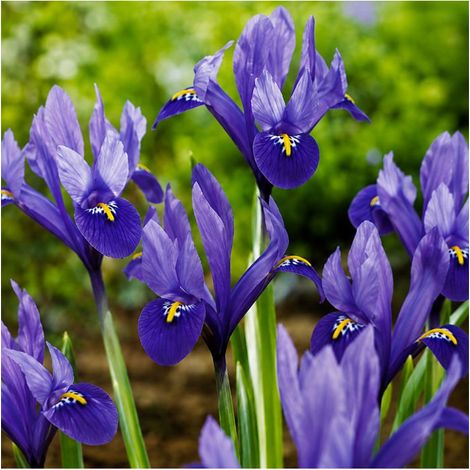 Iris Reticulata Harmony Sgaravatti 8 bulbes bleus, floraison précoce idéale pour bordures ensoleillées - 618048 (1/3)