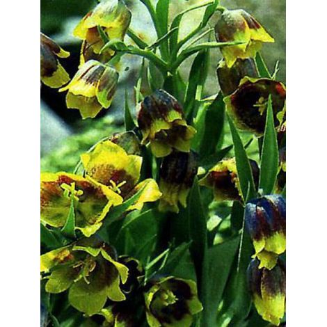 Fritillaire de Michailovsky Bulbe calibre 5+ (par 6) (1/5)
