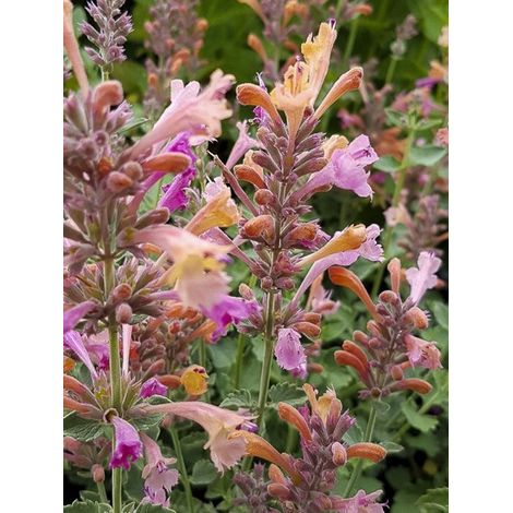 Agastache 'Kudos Ambrosia' Godet de 8/9 cm (1/3)