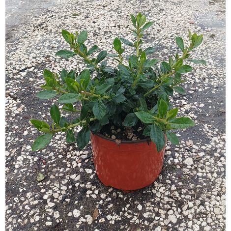 Escallonia Macrantha Rosea Pot 18 cm Arbuste Persistant à Fleurs (1/5)