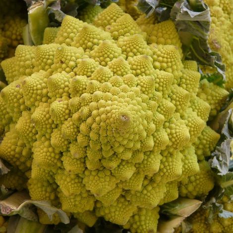 Plants de Chou romanesco Veronica F1/Barquette de 6 mottes