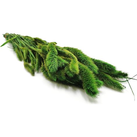 Setaria Stabilisierter Fuchsschwanz – (Setarea) – Grün (1/2)