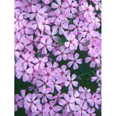 Phlox nain 'Lilac Cloud' Godet de 8/9 cm (1/3)