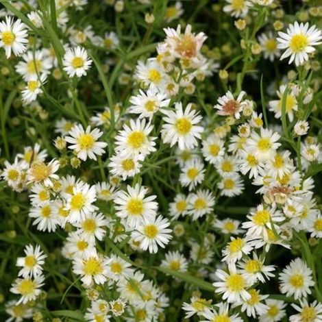 Aster d'automne Schneegitter/Lot de 5 godets