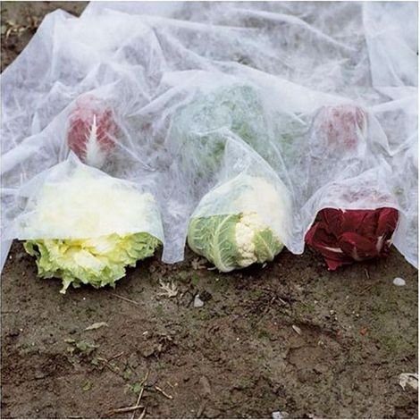Velo di Protezione per Orataggi Frutta 1,6x2m in TNT Rama Bianco (1/2)