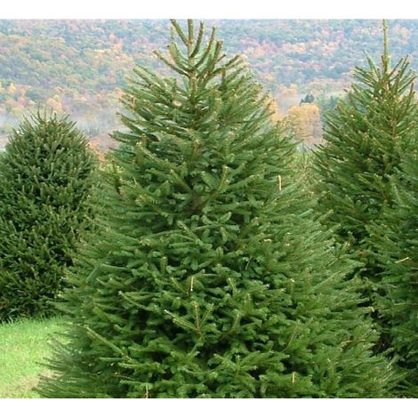 Abete rosso "Picea abies" Peccio Albero di Natale in mastello h. 150/175 cm (1/3)