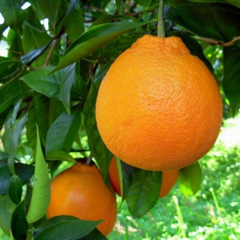 PIANTA DI ARANCIO TAROCCO in fitocella - età 2/3 anni (foto reali)