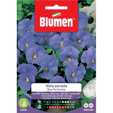 SEMI VIOLA CORNUTA BLUE PERFECTION BLUMEN
