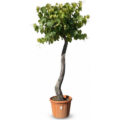 Vitis Vinifera « Media Red Globe » Vigne – 240 cm de haut – (1/5)