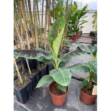 Pianta di Musa basjoo sakhalin o banano nano