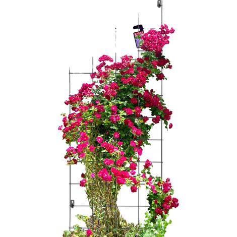 Pergola de jardin, support en métal durable, décor extérieur polyvalent, noir (1/5)