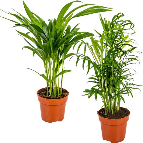 Bloomique - Lot de 2 - Dypsis & Chamaedorea - Palmiers d’intérieur - Dépolluants - Pet Friendly - 30-40 cm de Haut - Pot 12 cm