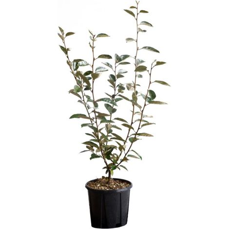 Eleagnus Ebbingei - Piante da Esterno Vere Sempreverdi - H 80-100 cm Vaso Ø 24 cm (1/2)