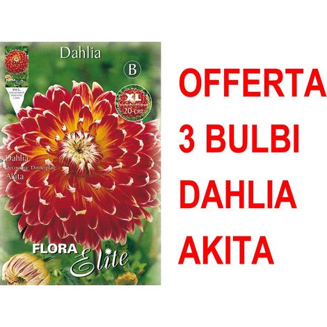 OFFERTA 3 BULBI DAHLIA DINNERPLATE AKITA XL BULBS