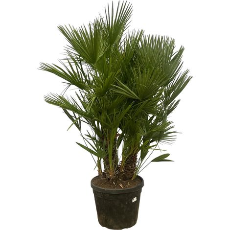 Palmier Nain Chamaerops Humilis Multi-troncs Plante Décorative Vert Foncé 160-220 cm Ø50 cm - PANGIVO